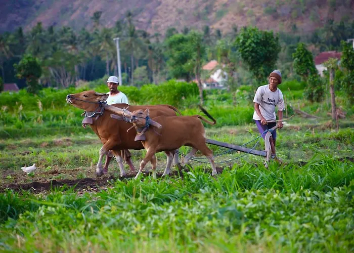 D'uma *